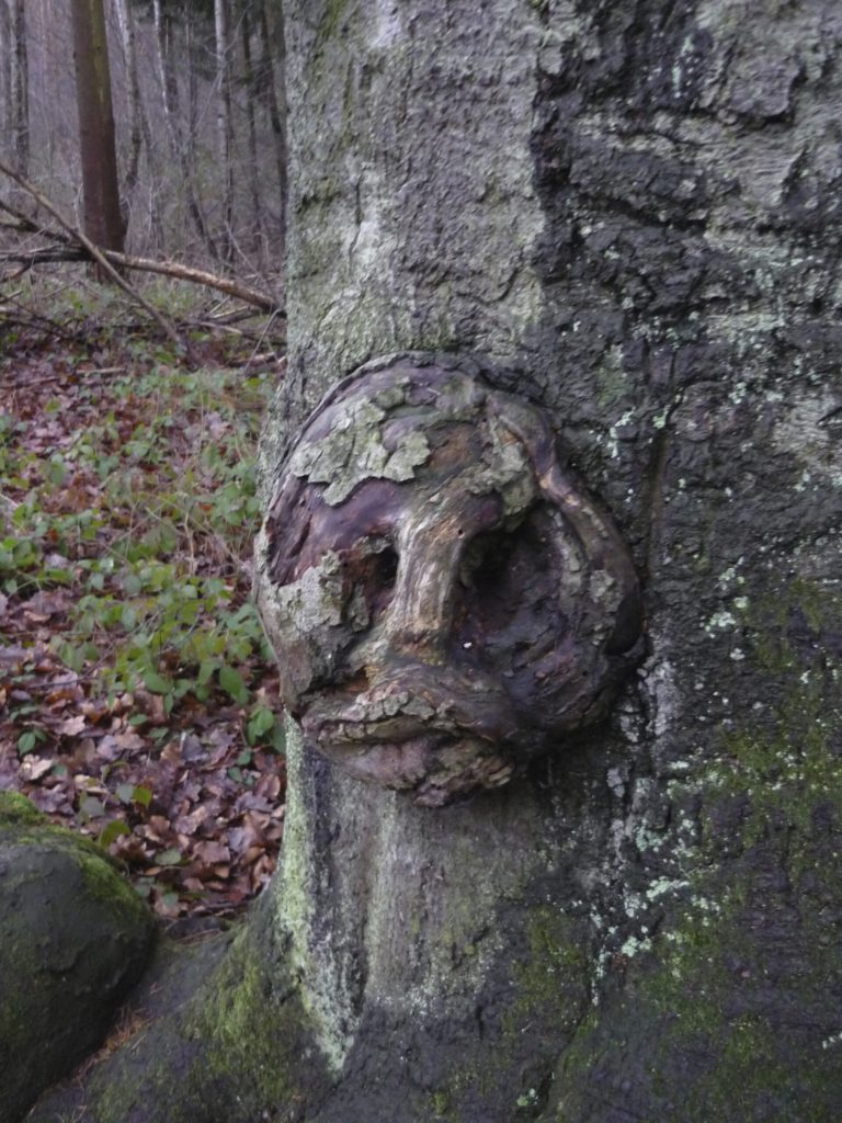 Boundary marker tree with close up of carved face from the middle ages, Germany.
