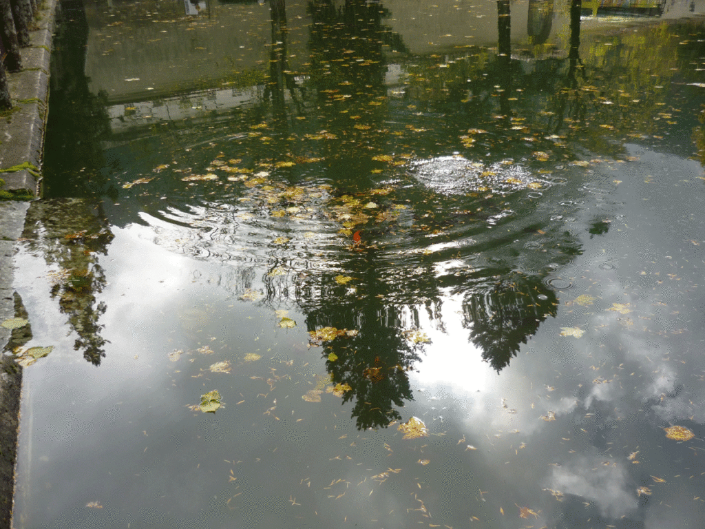 Fishpond with leaves scattered on surface and orange fish visible under the ripples of water, reflection of trees in the water