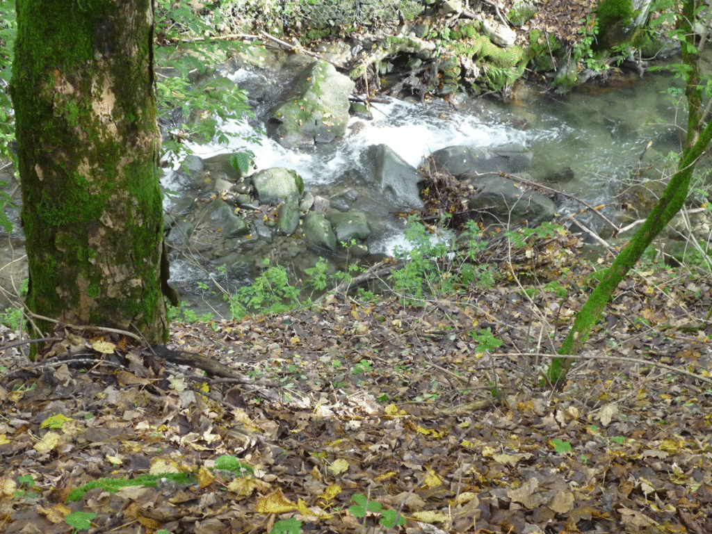forest with bubbling stream near Camaldoli