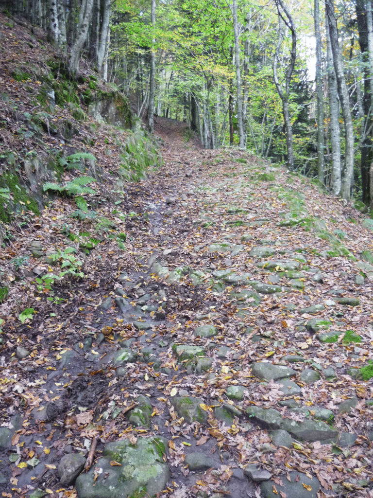forest path near Camaldoli monastery Italy