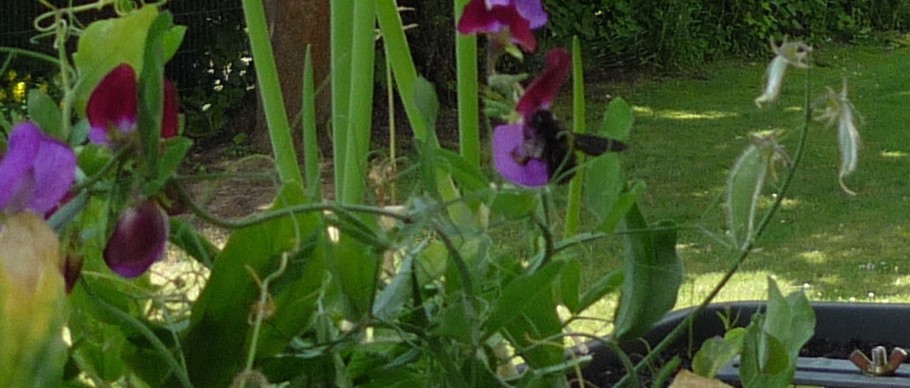 Large black Wood Bee and sweet pea flowers in windowbox