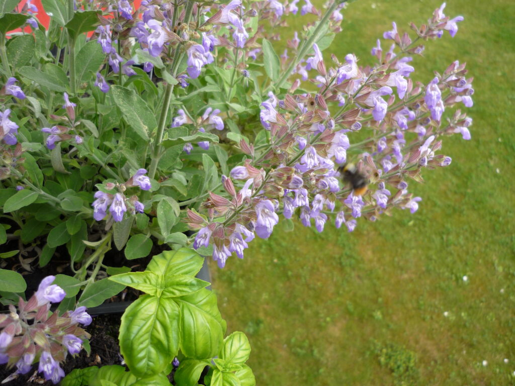 blooming sage with bee