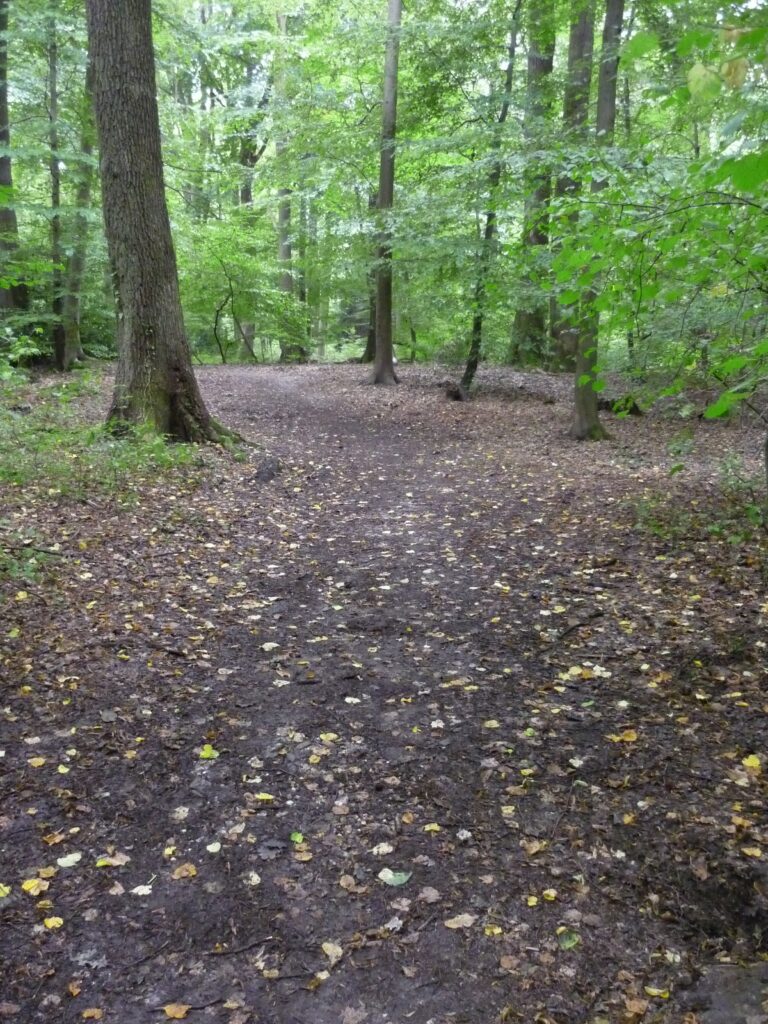 Light yellow leaves on a dark path on a gray day in the forest.