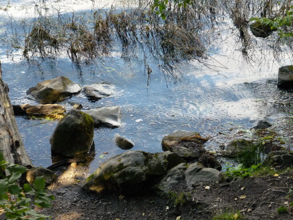 Gasses bubbling the water at the lakeshore. Geothermal activity at Maria Laach caldera in Germany.