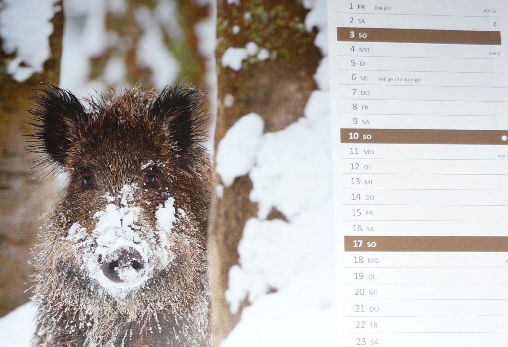 Wild boar with nose dusted with snow from January page of my 2016 calendar.