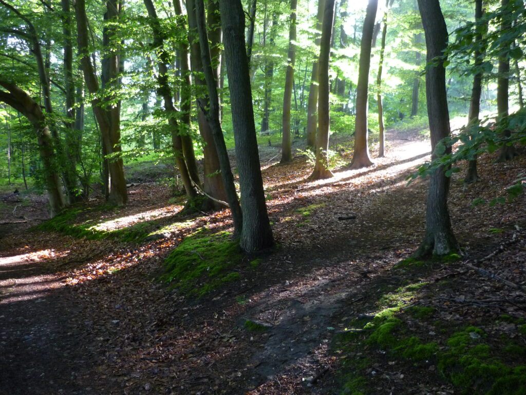 Diagonal beams of sunlight pierce a shady deciduous forest. Germany 2016.