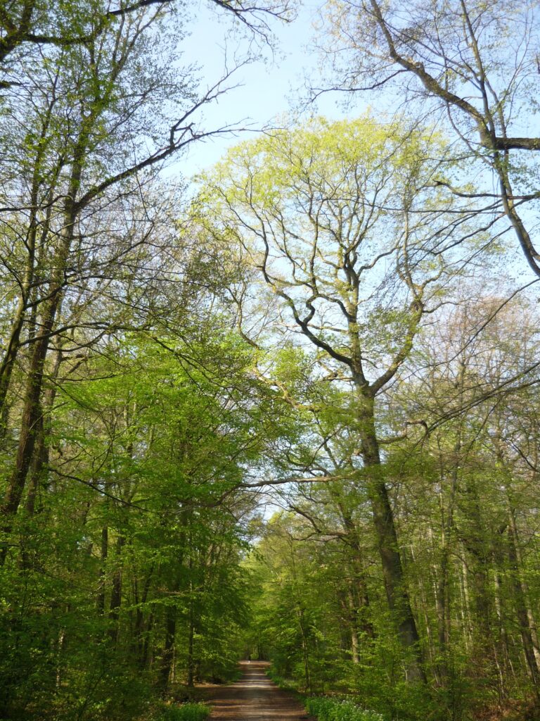 Forest road in spring green with a blue sky above. Kottenforst, Germany.