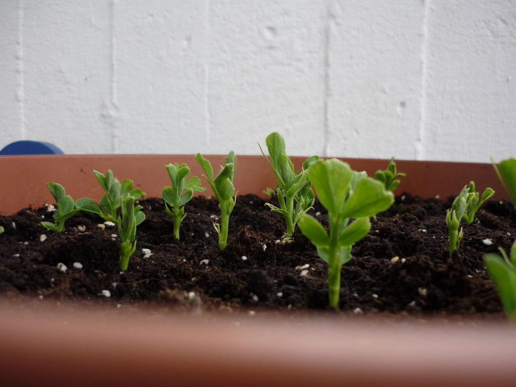 Snow pea seedlings in a pot.