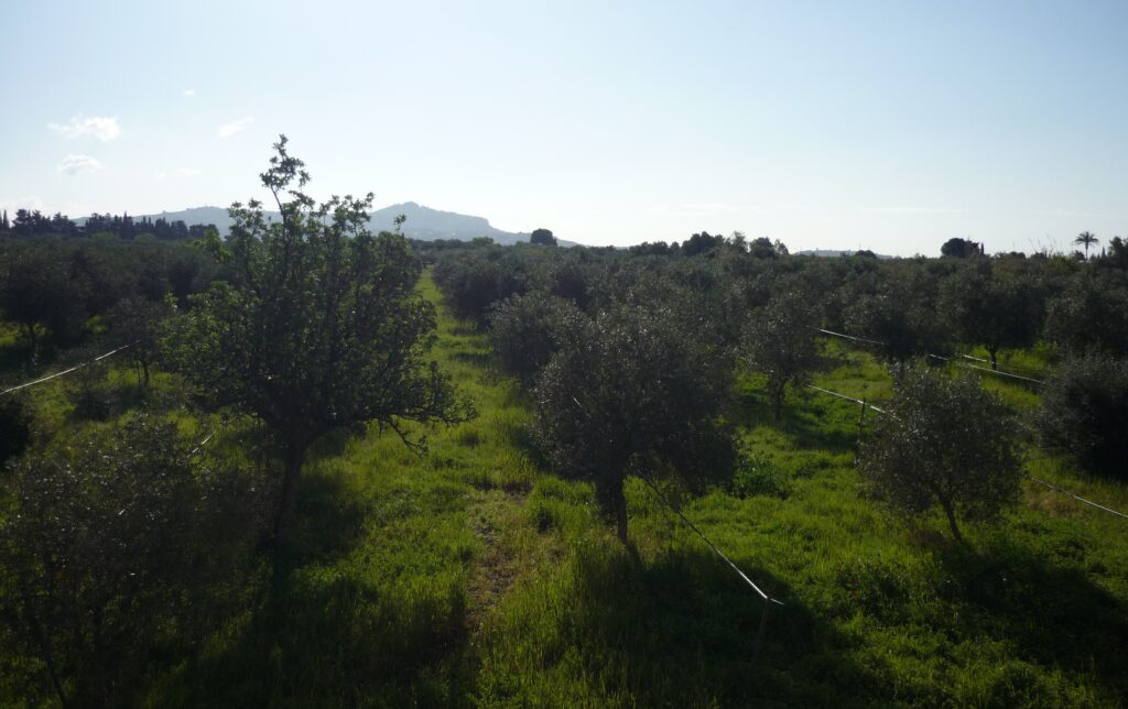 grove of 500 olive trees in Sicily under a blue sky