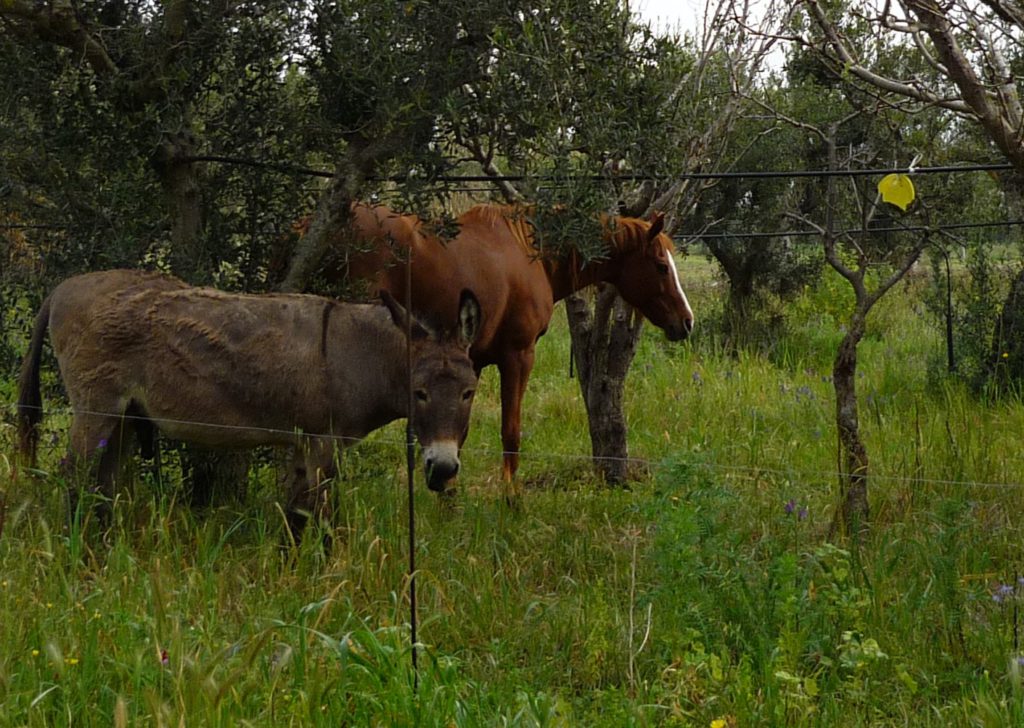 Horse and donket grazing among the olive trees. Sicily.