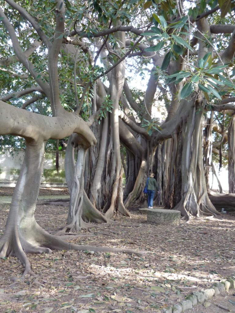 Tree like a cathedral, with flying buttress sort of trunks. Huge canopy of leaves and the trunks more than twice the height of a person.