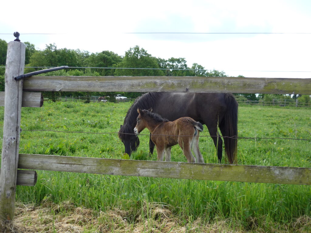 2-day-old foal standing next to mare cropping grass in a green meadow.