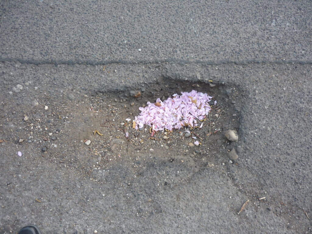 Asphalt with a hole in the middle full of pink flower petals