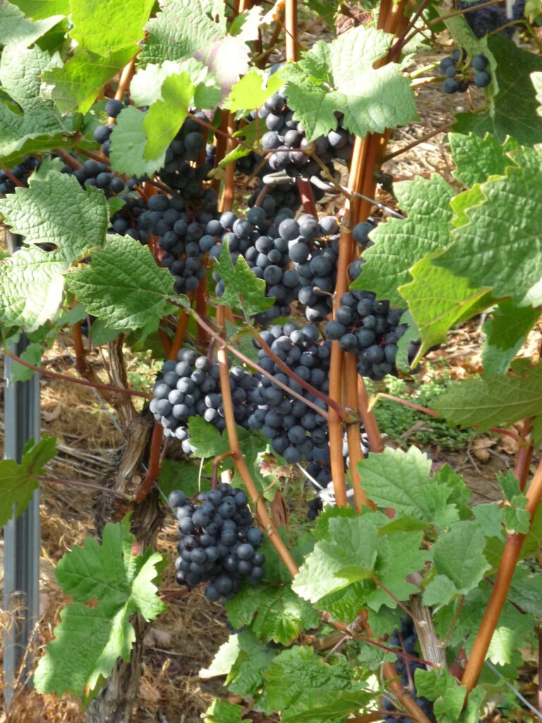 Grapes on the vine that are so ripe they are almost black.