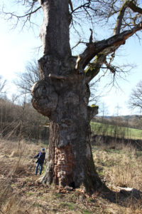 Battered oak with huge gall, blasted branches, lost bark and holes that shelter who knows what.