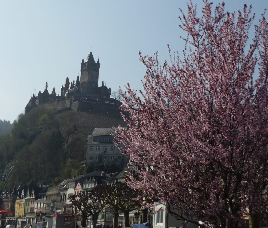 Blooming pink cherry tree with castle on a hill in the background