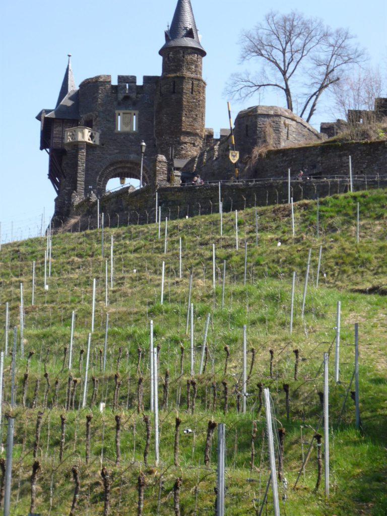 Cochem castle with vineyards