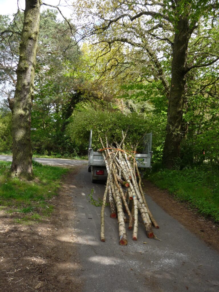 birch trees loaded on a trailer