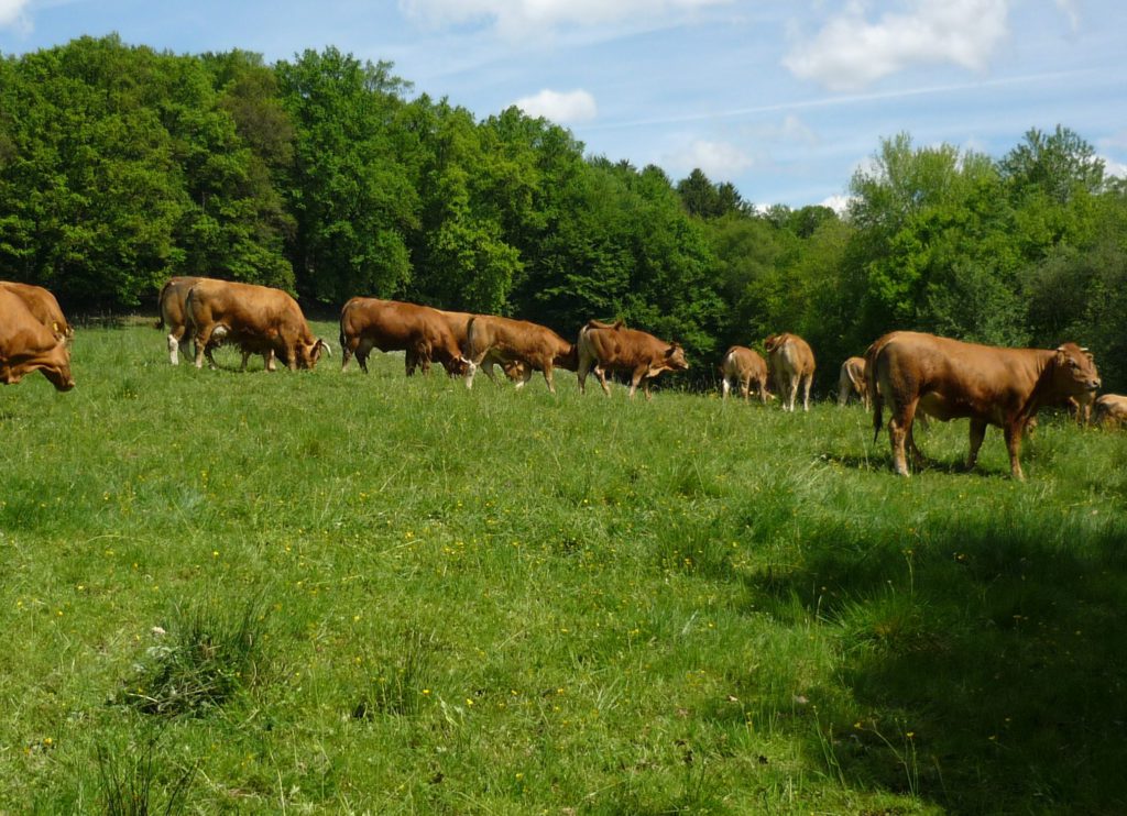 Brown cows and a bull in a herd grazing in a meadow.