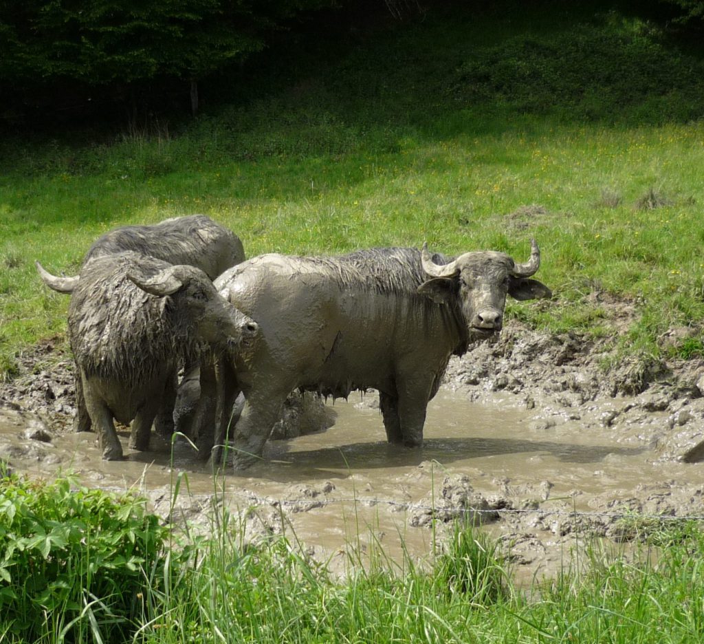 Water buffaloes coated in gray mud, standing in a deep mud puddle "bathtub"