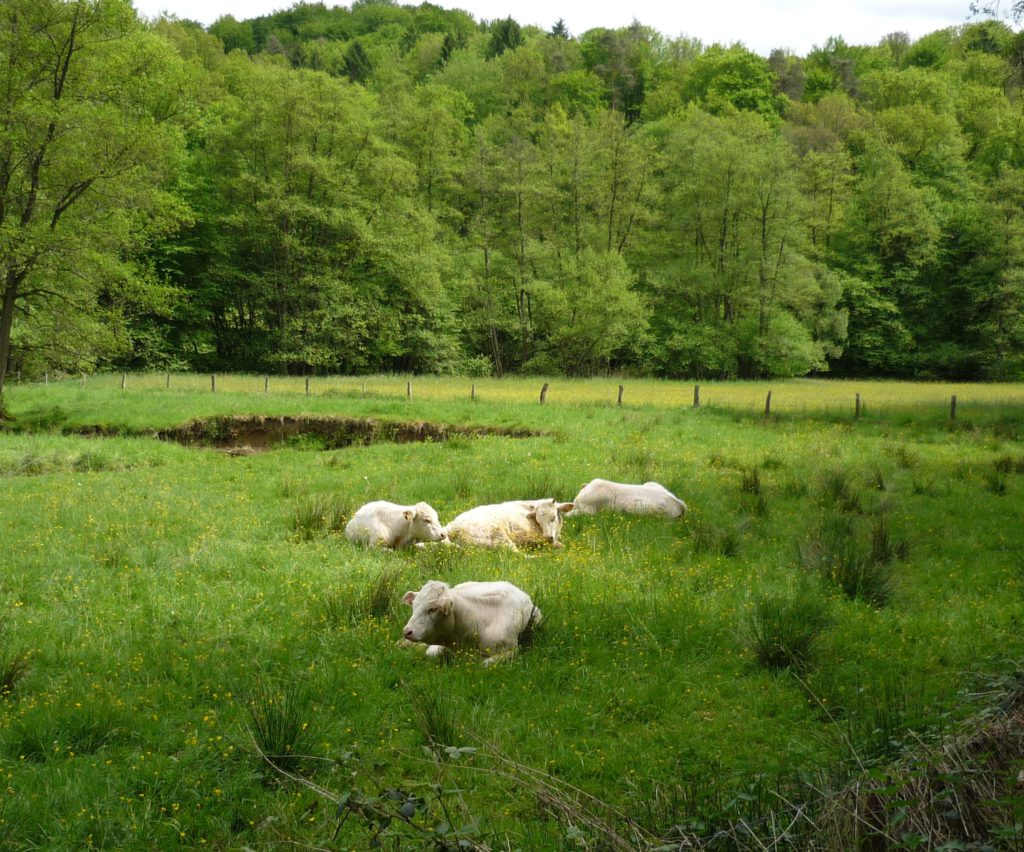 White cows reclining in a grassy meadow.