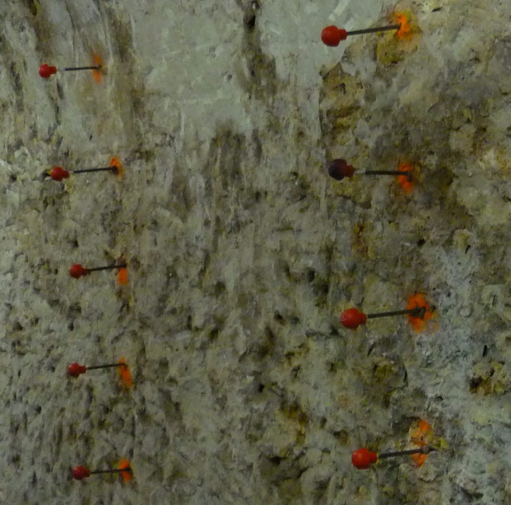 Close-up of unusual spikes capped with orange balls.