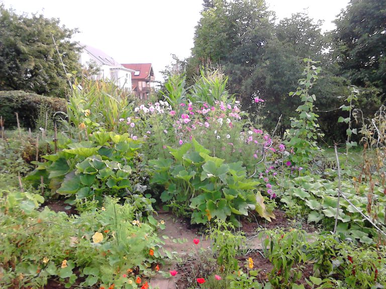 Vegetable garden overtaken by poppies, nasturitiums, cosmos and zucchini plants