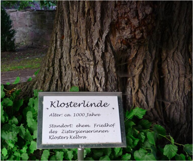 ancient tree
