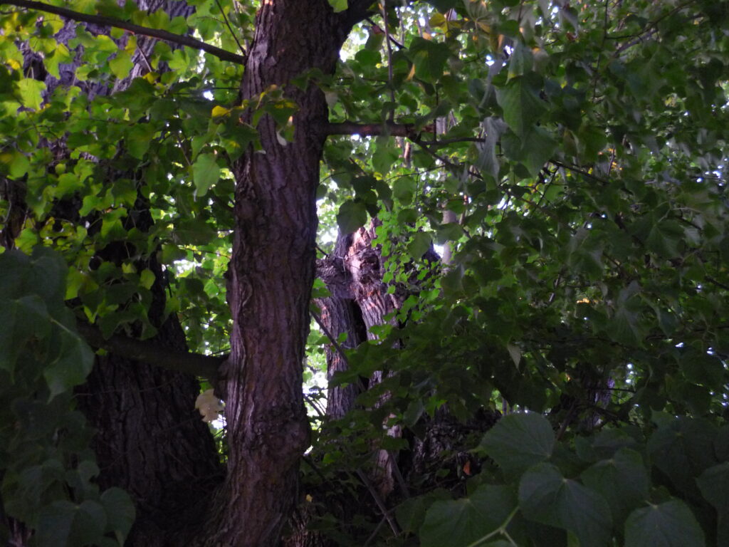 Looking up into the branches and green leaves of monster tree