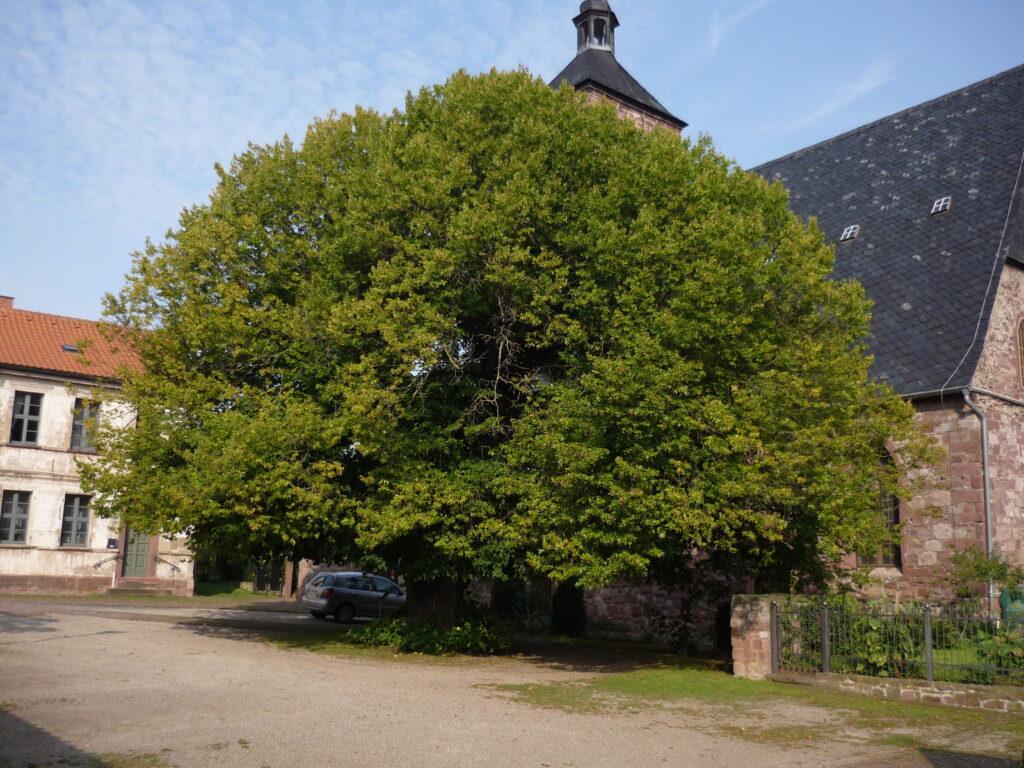 1000 year old tree in Germany