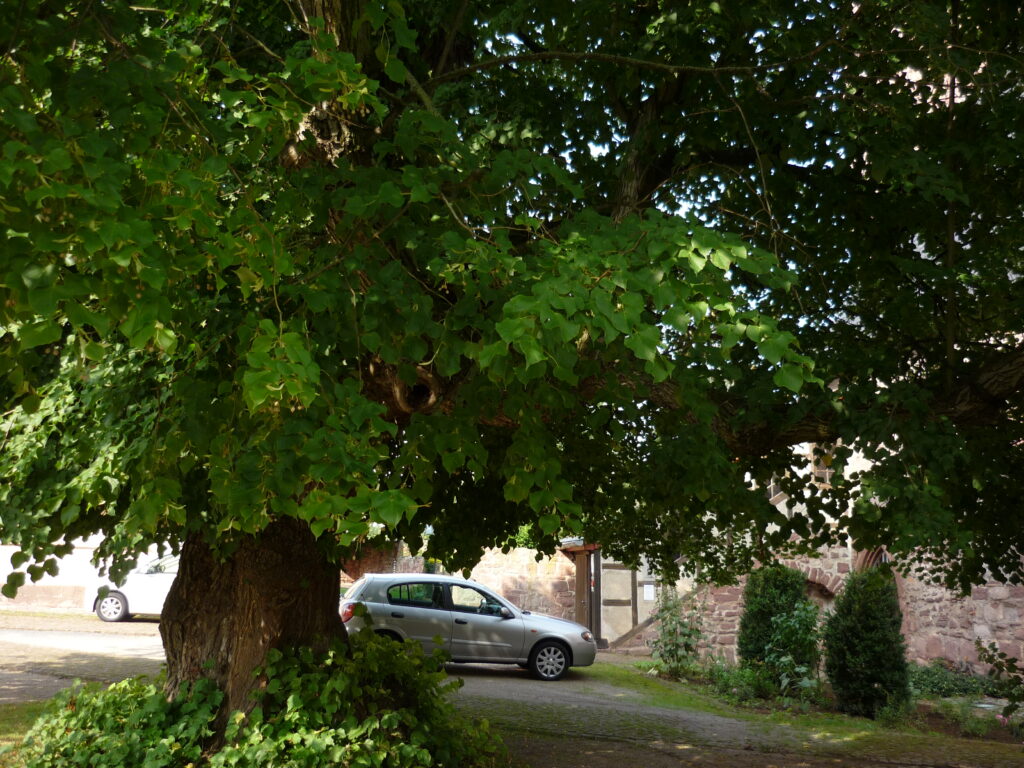 close up of tree trunk almost as wide as a car