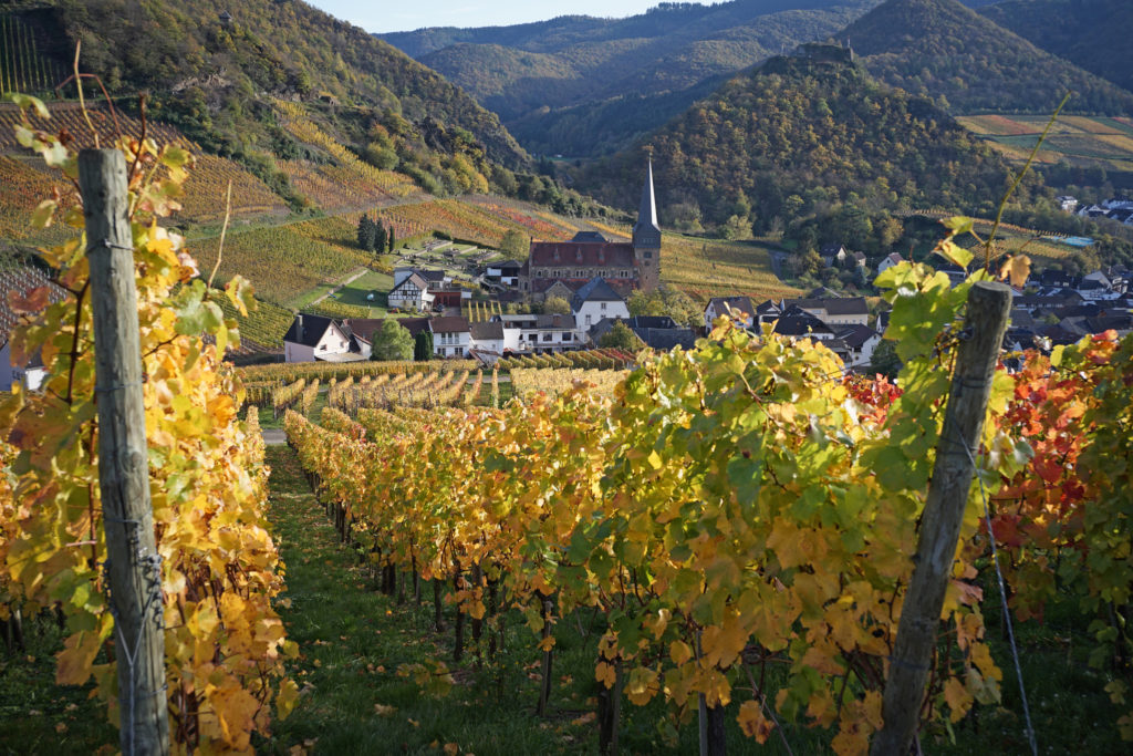 golden vineyards leading to church in Mayschoß village, Germany.