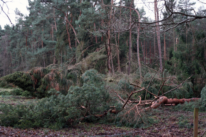 Broken and fallen pine trees in the forest after extreme winds