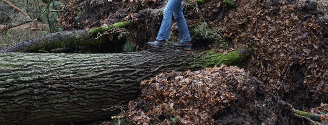 person walking across downed oak log like a natural bridge