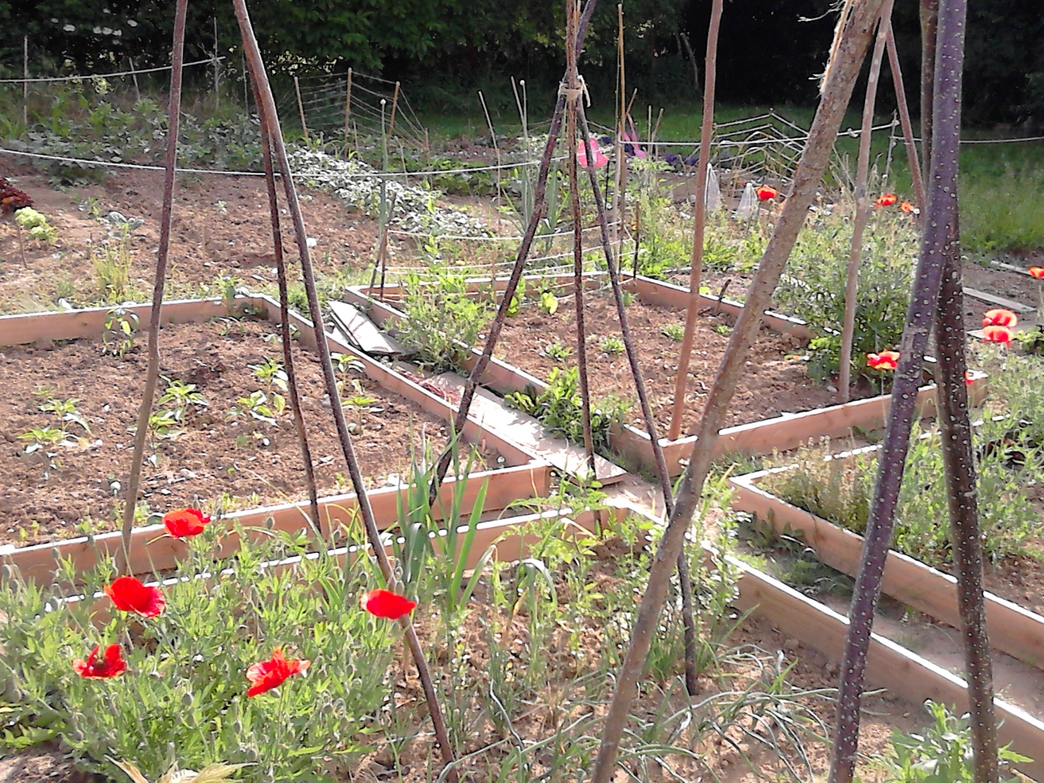 garden bed in early spring, no weeds, but red poppies blooming