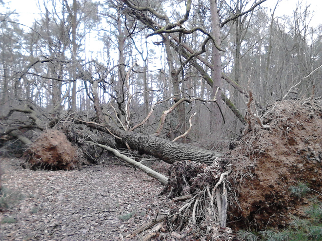Huge oak and other trees fallen after the storm and tangled together. The root ball from the oak is visible and taller than a man.