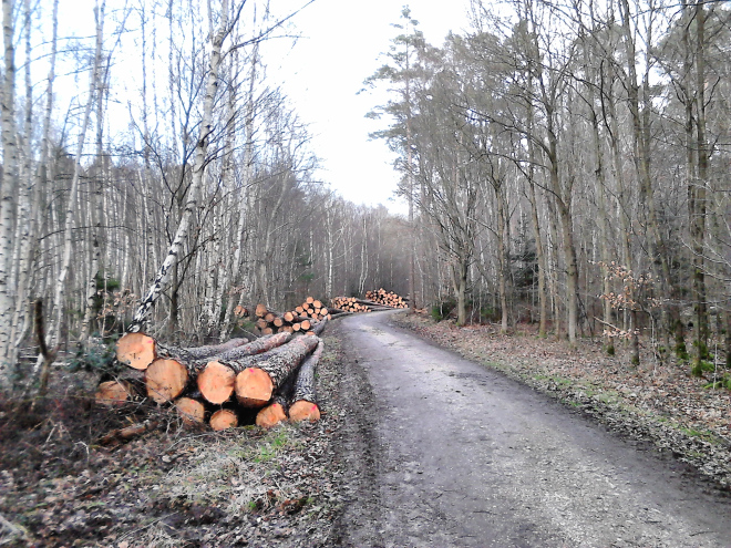 Five piles of freshly cut logs lining the side of the road to the vanishing point.