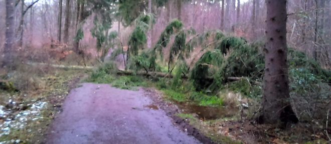 pine tree lying across road after windstorm