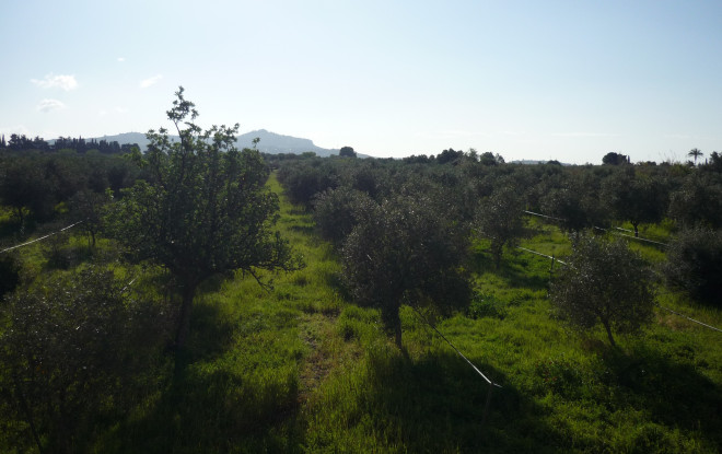 Spring in Sicily. 500 green olive trees against a blue sky.