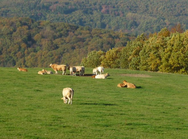 Cows resting and grazing in a beautiful green meadow with the hills behind changing colors for fall.