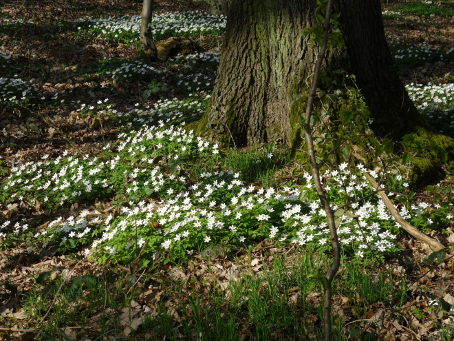 tiny white flowers light up the forest floor like a white carpet
