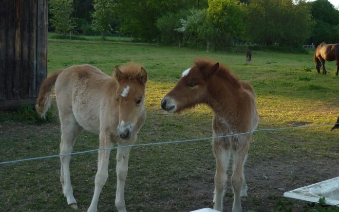 foals