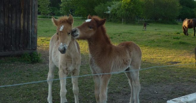 two colts that are friends. They want to be strong too.