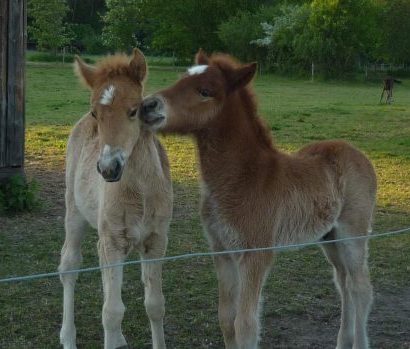 two colts that are friends. They want to be strong too.