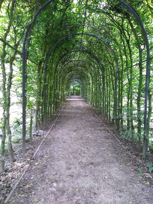 tunnel covered with greenery
