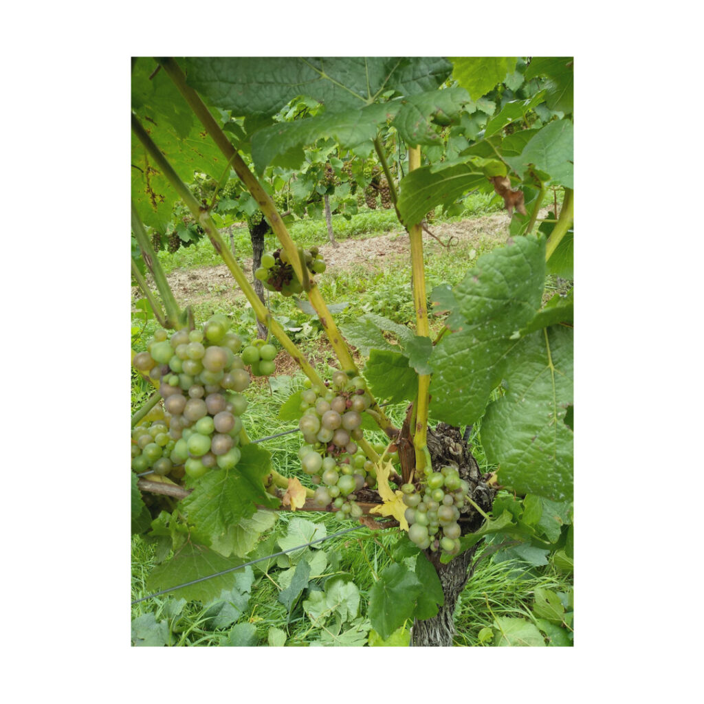 grapes on the vine