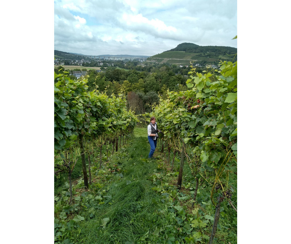 removing grape leaves in the vineyard