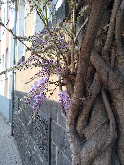 Wisteria growing in Mayen