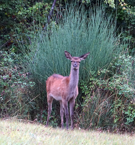young red deer in the Alpes Maritimes in France