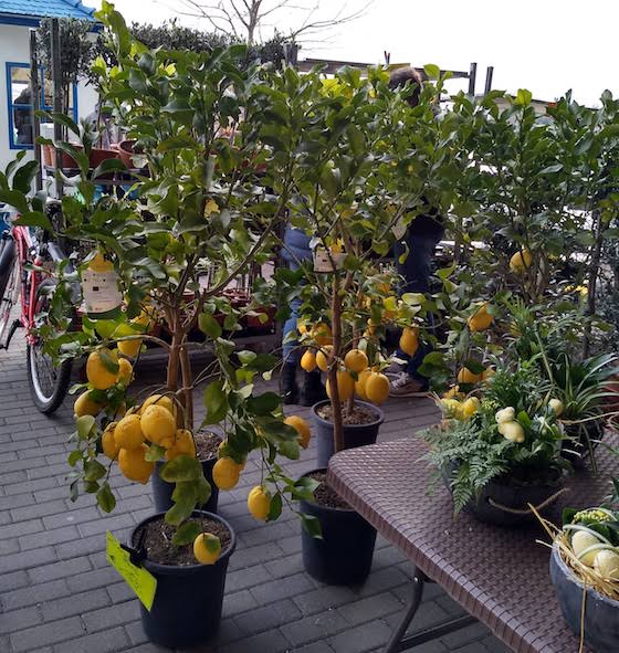 lemon trees at the Rhine market under the Kennedy Bridge in Bonn, Germany